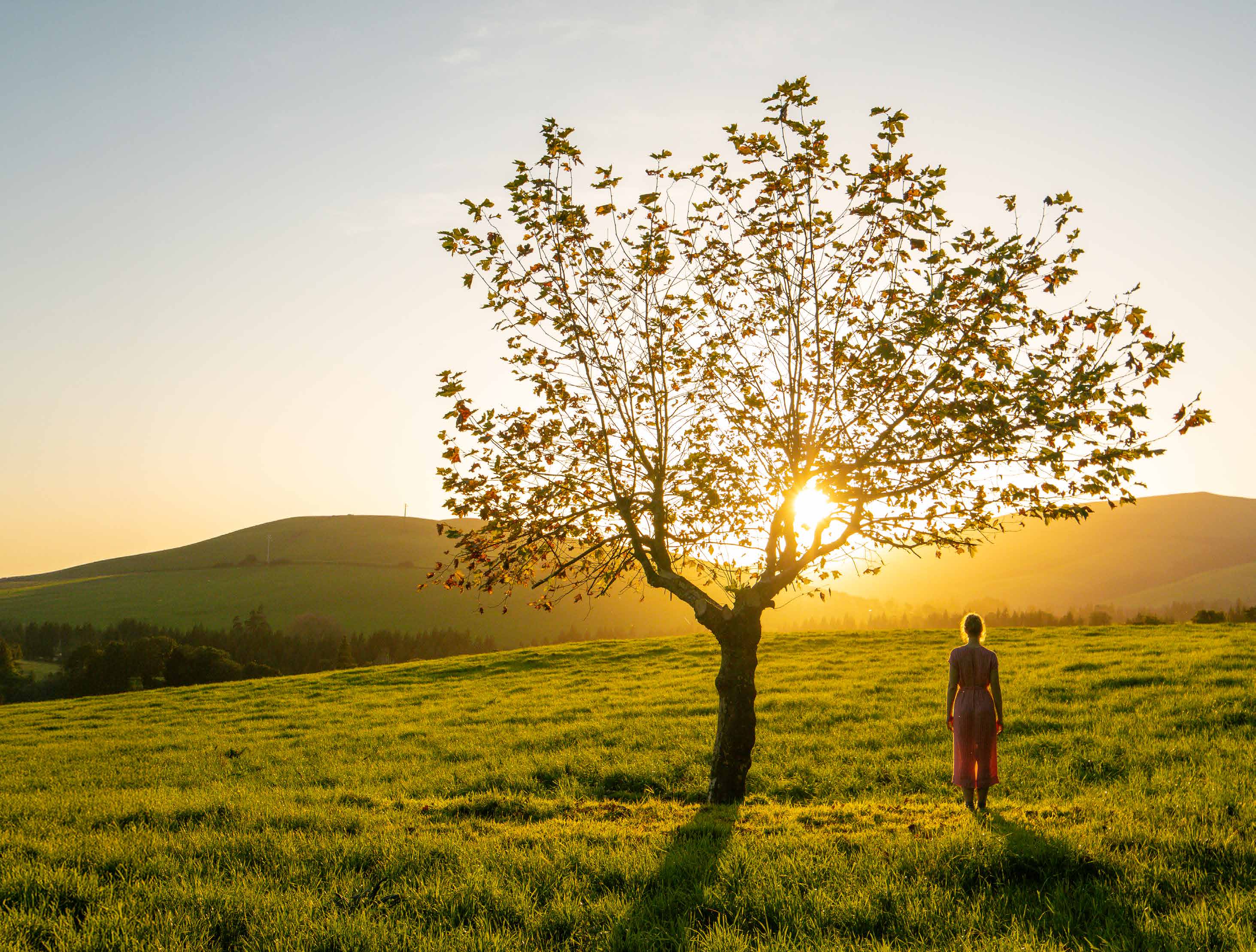 Person steht bei Sonnenuntergang vor einem Baum
