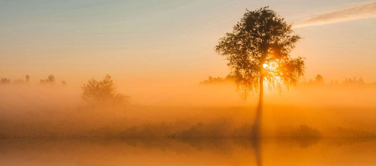 Sonnenaufgang mit Baum am See