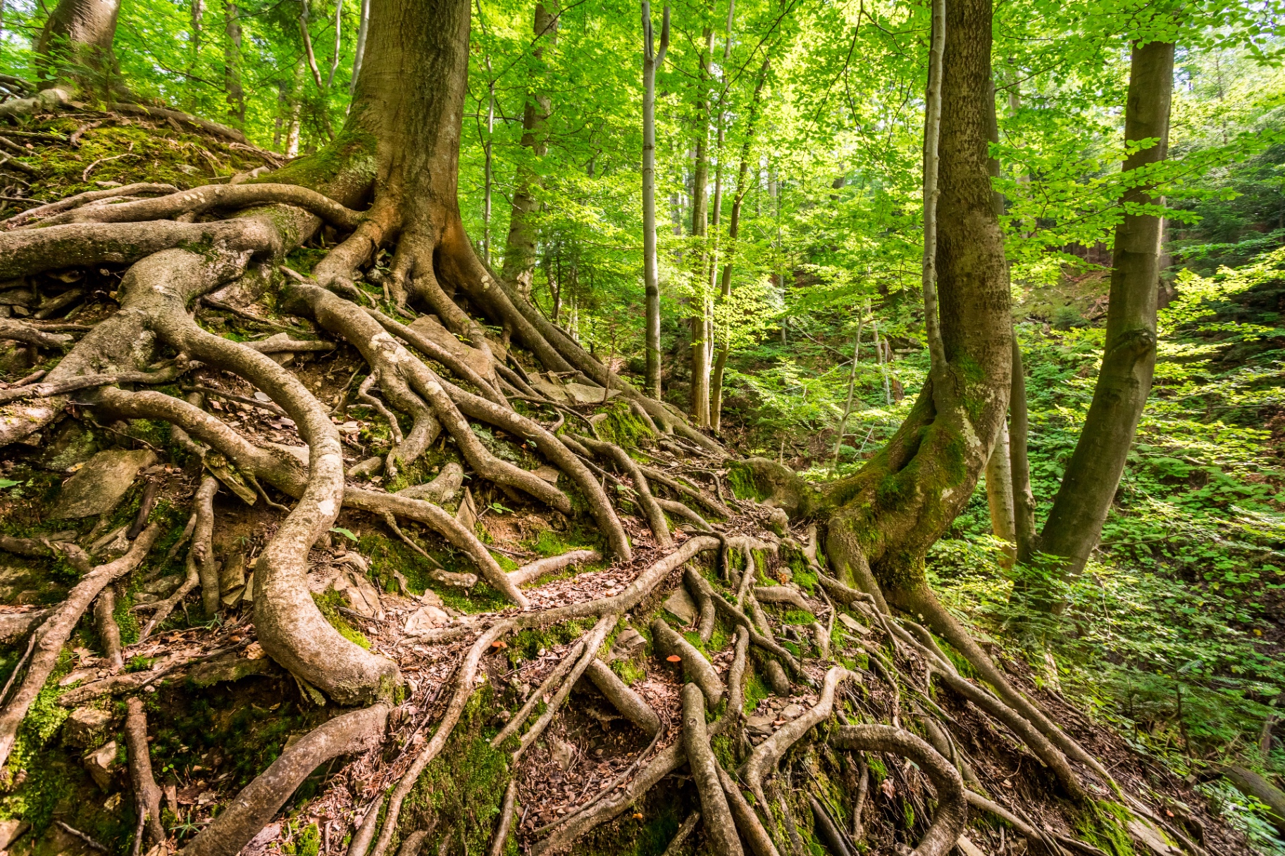 Verzweigte Baumwurzeln im Wald
